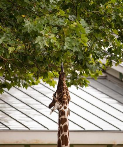 Quentin Zoo hotel - image 8
